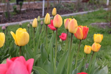 kwiaty,  łąka,  ogród,  działka,  krokus, kwiat, roślina,  kolor,  liść,  przyroda,  tulipan,  żonkil,  narcyz,  żółty,  gras,  flora,  fiolet,  lato,  kwiatowy,  wiosna, ciepło, klimat, sezon wiosenn - obrazy, fototapety, plakaty