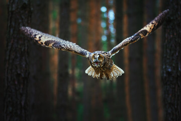 Long-eared Owl (Asio otus) flaying between trees in forest