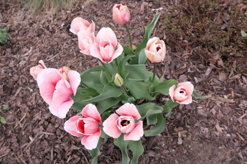 kwiaty,  łąka,  ogród,  działka,  krokus, kwiat, roślina,  kolor,  liść,  przyroda,  tulipan,  żonkil,  narcyz,  żółty,  gras,  flora,  fiolet,  lato,  kwiatowy,  wiosna, ciepło, klimat, sezon wiosenn