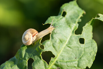 small bright snail on a leaf