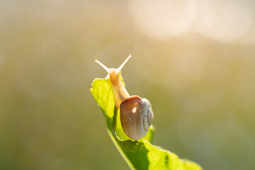 small bright snail on a leaf