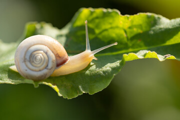 small bright snail on a leaf