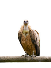 griffon vulture (gyps fulvus) isolated on white