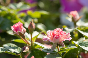 pink rose buds on a bush