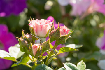 pink rose buds on a bush