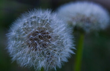 Fototapeta premium Dandelion flowers