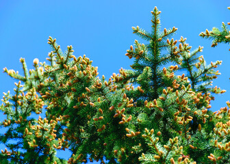 spruce buds, young cones on a sky background, spruce flowers in spring