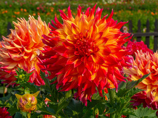 Orange Dahlias In A Field Of Flowers