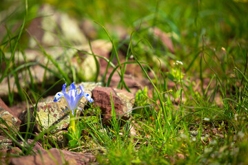 Spring flowers under the rays of sunlight. Lilac flower close-up. Beautiful landscape of nature. Hi spring. Beautiful flowers on a green meadow. Blue flower, lily