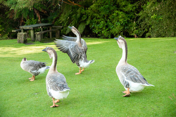 grey geese on green grass in a farmyard or on a lawn, countryside or village environment. High quality photo