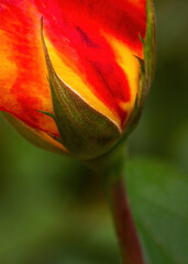 Red And Yellow Rose Bud Macro