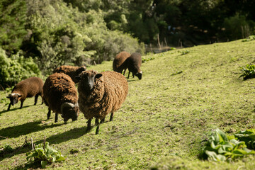 brown woolly sheep in green grass in New Zealand countryside. High quality photo