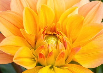 Fototapeta premium Yellow Dahlia Center Close Up