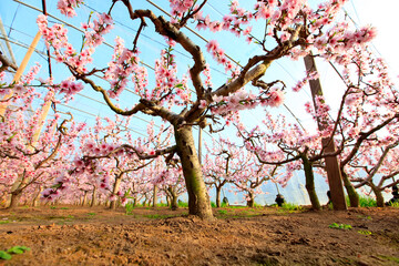 The peach trees in the greenhouse are in blossom