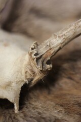 A deer horn connected to a deer skull.