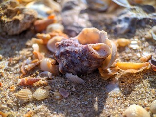 Shell on the beach