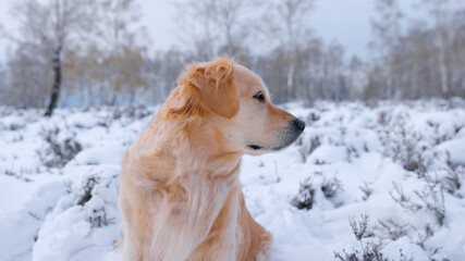 Beautiful Golden Retriever exploring in a gorgeous winter landscape - sitting and looking to the side