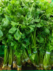 fresh celery leaves in the market