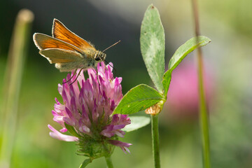 Dickkopffalter auf blühendem Klee 