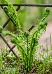 Fern leaf leaf background, young, green shoots of fern (Polypodiophyta), spring season. Close-up