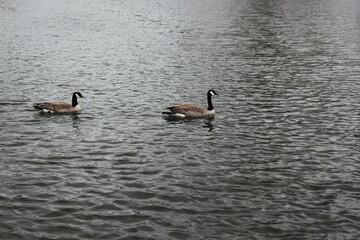 country goose branta canadensis