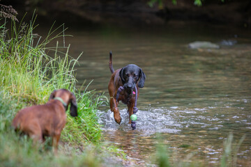 bavarian mountain dog with puppy playing