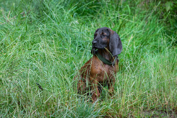 Obraz na płótnie Canvas bavarian mountain dog sits in the grass