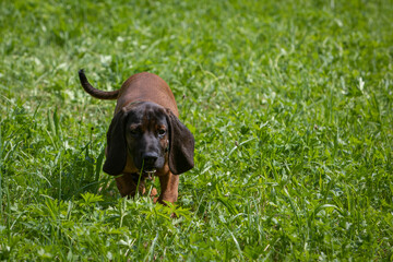 bavarian mountain dog puppy walking throug the grass - obrazy, fototapety, plakaty