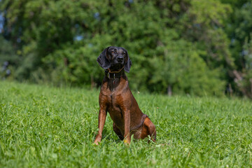 bloodhound sits on a green meadow - obrazy, fototapety, plakaty