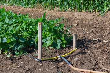 watering system in dry summer