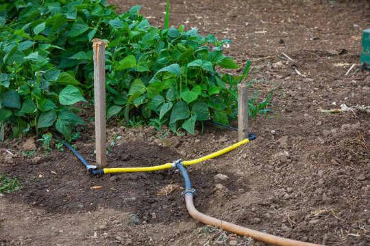 pipe watering system for vegetable