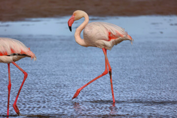 Obraz premium Wildvögel