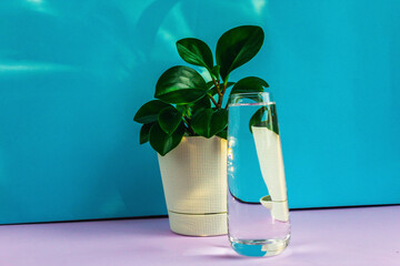 A white pot with a flower and a glass of water for watering stands on a blue and purple background. Distortion of the picture in the glass. Watering and care of indoor plants