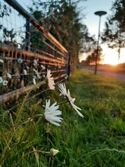 flowers in golden hour