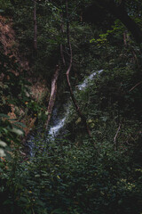 stream in the forest