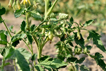 A tomato bush with green tomatoes of an elongated shape.