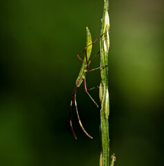 Insects closeup click