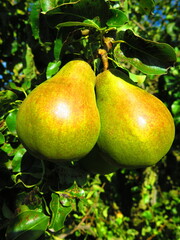 Two pears hanging on the tree brunch close up. Pear orchard in England, pear fruit tree. green pear...