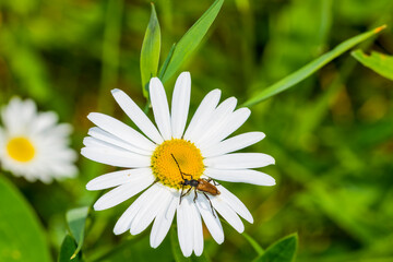 Fototapeta premium daisy flower