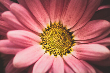 close up of a pink flower