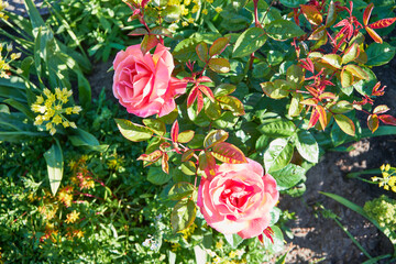 Fototapeta różowe róże obraz