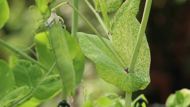 A viral disease of pea. The infected plant has mosaic and chlorotic yellow spots on the leaves. Symptoms of pea enation mosaic or yellow bean mosaic in close-up video.