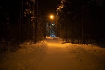 Road in park in winter at night. Details of park in city. Winter forest in dark.