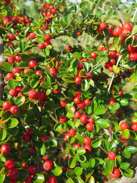 Cranberry bush, natural background with red berries and green leaves.