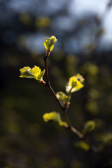 Blackberry tree branch, also known as Rubus fruticous, with blurred background.