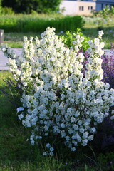 Fototapeta Białe kwiaty jaśminowca Philadelphus obraz