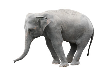 asia elephant isolated white background