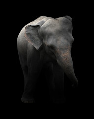 asia elephant standing in dark background