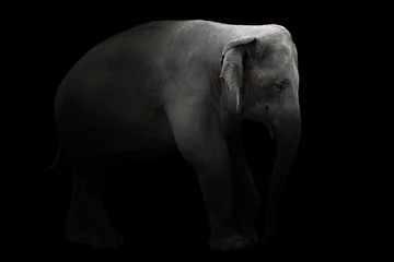 Fotobehang asia elephant standing in dark background © anankkml