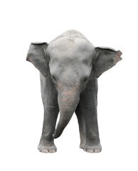 asia elephant isolated white background